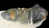 Paralejurus Trilobite Fossil - Foum Zguid, Morocco #53527-1